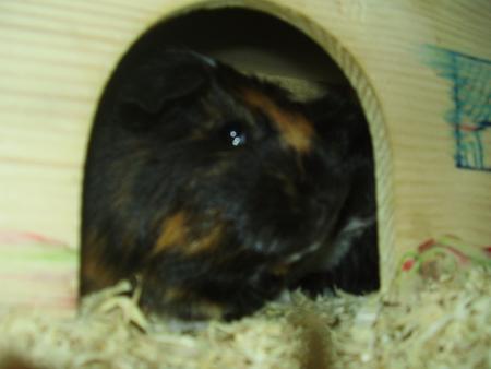 Carlo